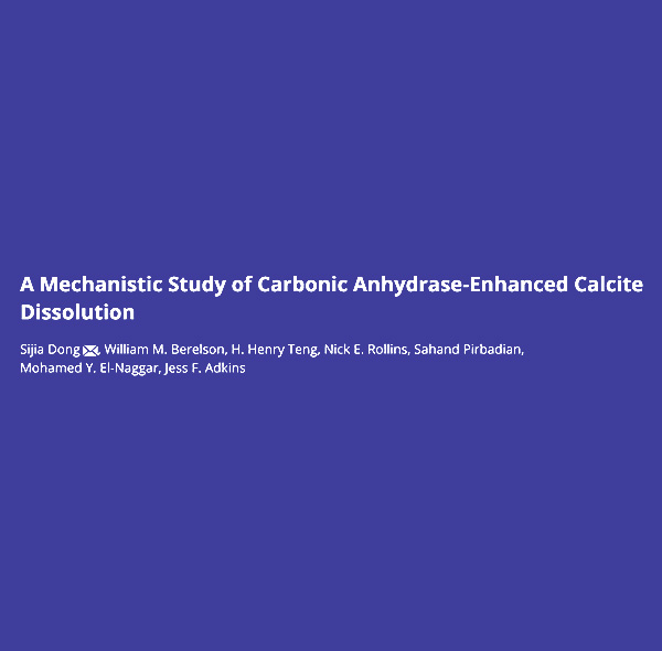 A Mechanistic Study of Carbonic Anhydrase-Enhanced Calcite Dissolution